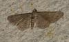 Gymnoscelis rufifasciata